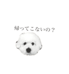 ビションフリーゼ ライフ！（個別スタンプ：13）