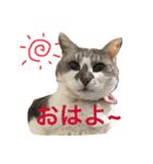 ハピ猫フレンズ（個別スタンプ：1）