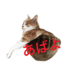 ハピ猫フレンズ（個別スタンプ：5）