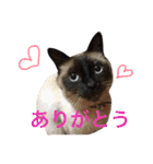 ハピ猫フレンズ（個別スタンプ：7）