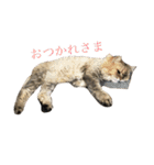 ハピ猫フレンズ（個別スタンプ：8）