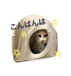 ハピ猫フレンズ（個別スタンプ：10）