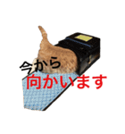 ハピ猫フレンズ（個別スタンプ：19）