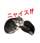 ハピ猫フレンズ（個別スタンプ：30）