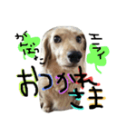ミニチュアダックスフントのまろんちゃん（個別スタンプ：8）