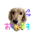 ミニチュアダックスフントのまろんちゃん（個別スタンプ：10）
