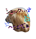 ミニチュアダックスフントのまろんちゃん（個別スタンプ：16）
