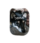 Scoco（個別スタンプ：1）