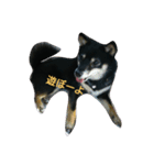 Scoco（個別スタンプ：7）