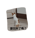 niubou（個別スタンプ：11）
