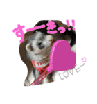 フェレットのチロルと犬のジョンソン（個別スタンプ：1）