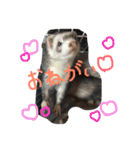 フェレットのチロルと犬のジョンソン（個別スタンプ：6）