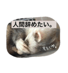 フェレットのチロルと犬のジョンソン（個別スタンプ：11）