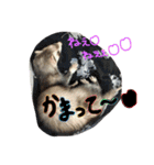 フェレットのチロルと犬のジョンソン（個別スタンプ：12）