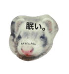 フェレットのチロルと犬のジョンソン（個別スタンプ：13）