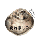 フェレットのチロルと犬のジョンソン（個別スタンプ：17）