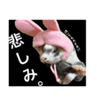 フェレットのチロルと犬のジョンソン（個別スタンプ：19）