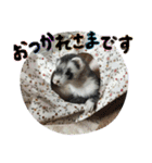 フェレットのチロルと犬のジョンソン（個別スタンプ：22）