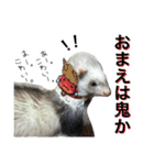 フェレットのチロルと犬のジョンソン（個別スタンプ：27）