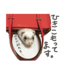 フェレットのチロルと犬のジョンソン（個別スタンプ：29）