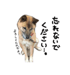 フェレットのチロルと犬のジョンソン（個別スタンプ：39）