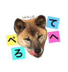 フェレットのチロルと犬のジョンソン（個別スタンプ：40）