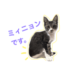 ミィニョン（個別スタンプ：3）