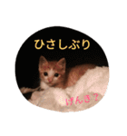 babycat Laputa（個別スタンプ：24）