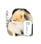 僕たぬき（個別スタンプ：13）
