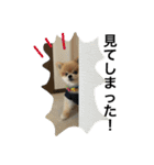僕たぬき（個別スタンプ：18）