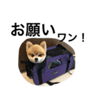僕たぬき（個別スタンプ：23）