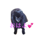 黒ポメちん（個別スタンプ：1）