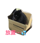黒ポメちん（個別スタンプ：4）