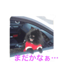 黒ポメちん（個別スタンプ：7）
