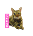 でんちゃんちょびちゃん(猫)（個別スタンプ：1）