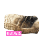 でんちゃんちょびちゃん(猫)（個別スタンプ：2）