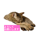 でんちゃんちょびちゃん(猫)（個別スタンプ：3）