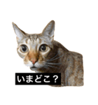 でんちゃんちょびちゃん(猫)（個別スタンプ：4）