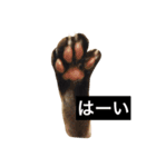 でんちゃんちょびちゃん(猫)（個別スタンプ：5）
