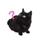 でんちゃんちょびちゃん(猫)（個別スタンプ：6）