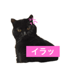 でんちゃんちょびちゃん(猫)（個別スタンプ：7）