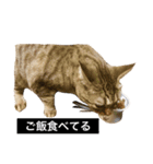 でんちゃんちょびちゃん(猫)（個別スタンプ：8）