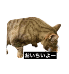 でんちゃんちょびちゃん(猫)（個別スタンプ：9）