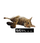 でんちゃんちょびちゃん(猫)（個別スタンプ：10）