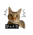 でんちゃんちょびちゃん(猫)（個別スタンプ：12）
