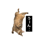 でんちゃんちょびちゃん(猫)（個別スタンプ：13）