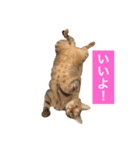 でんちゃんちょびちゃん(猫)（個別スタンプ：14）