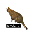 でんちゃんちょびちゃん(猫)（個別スタンプ：15）