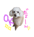 愛犬モコのスタンプ（個別スタンプ：3）