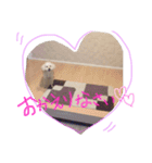 愛犬モコのスタンプ（個別スタンプ：4）